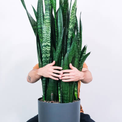 Alocasia Regal Shield