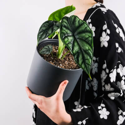 Alocasia Regal Shield